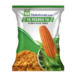 19 MSMH 10